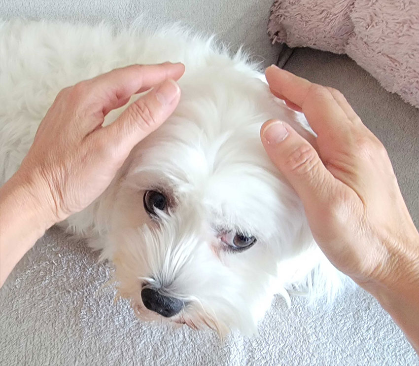 Magnétisme pour animaux